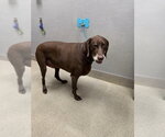 ROLLO - Male German Shorthaired Pointer-Unknown Mix Dog for Adoption - Small photo