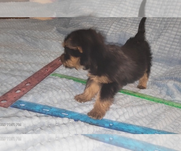 Medium Photo #270 Yorkshire Terrier Puppy For Sale in AKRON, OH, USA