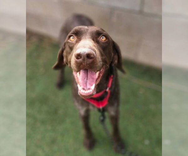 Medium Photo #4 German Shorthaired Pointer Puppy For Sale in Lakewood, CO, USA
