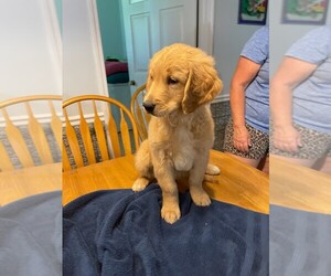 Golden Retriever-Goldendoodle Mix Puppy for sale in MYRTLE BEACH, SC, USA