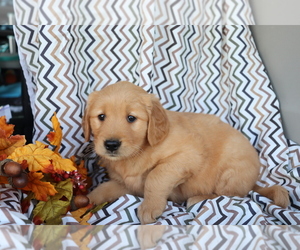 Golden Retriever Puppy for sale in SHILOH, OH, USA