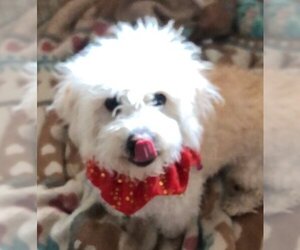 Dandie Dinmont Terrier Dogs for adoption in Oro Valley, AZ, USA
