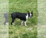 Tupac Biggie - Male Boston Terrier Puppy for Sale - Photo #5