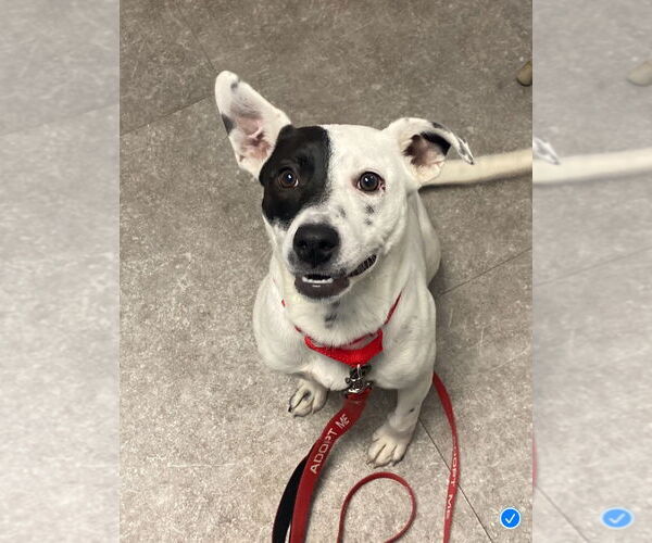 Medium Photo #9 Mutt Puppy For Sale in Gloversville, NY, USA