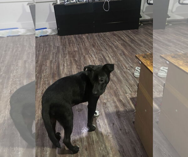 Medium Photo #4 American Staffordshire Terrier-Labrador Retriever Mix Puppy For Sale in McKinney, TX, USA