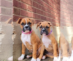 Boxer Puppy for sale in STANLEY, WI, USA