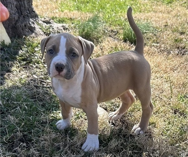 Medium Photo #13 American Bully Puppy For Sale in SALEM, IL, USA