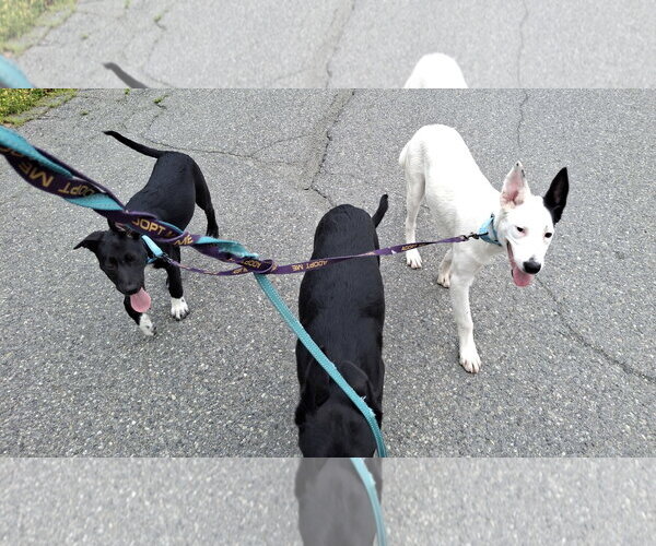 Medium Photo #8 Shollie Puppy For Sale in Sebec, ME, USA