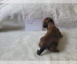 Small Photo #43 Dachshund Puppy For Sale in PINSON, AL, USA