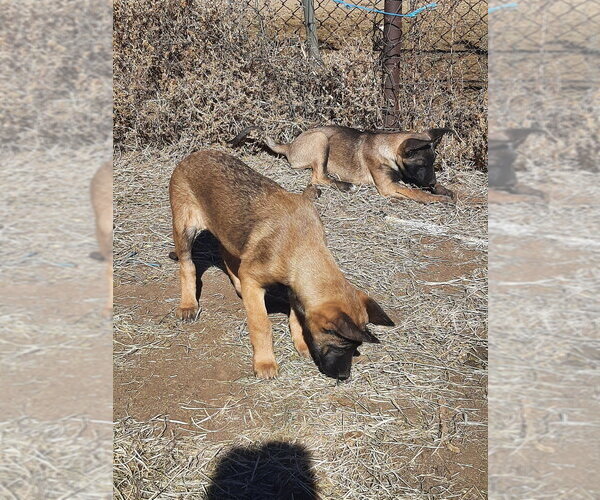 Medium Photo #2 German Shepherd Dog-Unknown Mix Puppy For Sale in Imlay City, MI, USA