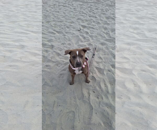 Medium Photo #4 American Pit Bull Terrier Puppy For Sale in Chandler, AZ, USA