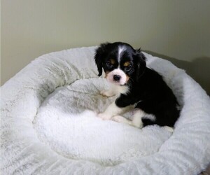 Cavalier King Charles Spaniel Puppy for Sale in COOKEVILLE, Tennessee USA