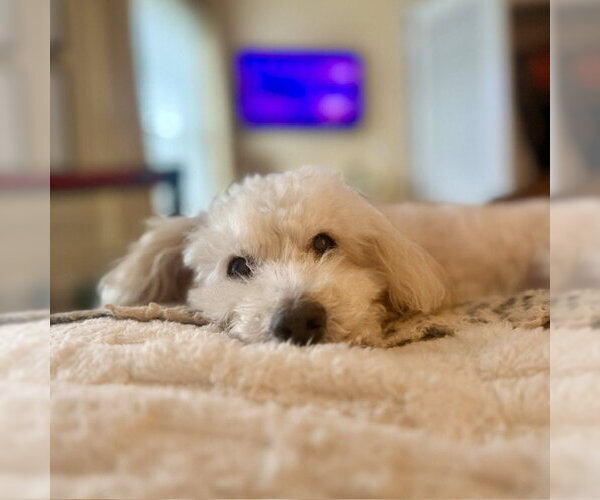 Medium Photo #11 Maltipoo (Miniature) Puppy For Sale in Oakhurst, NJ, USA