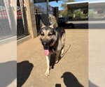 Small German Shepherd Dog