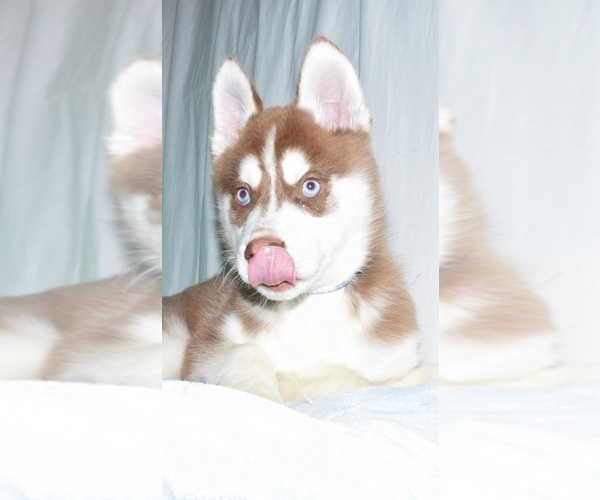 Medium Photo #7 Siberian Husky Puppy For Sale in PATERSON, NJ, USA