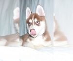 Small Photo #7 Siberian Husky Puppy For Sale in PATERSON, NJ, USA