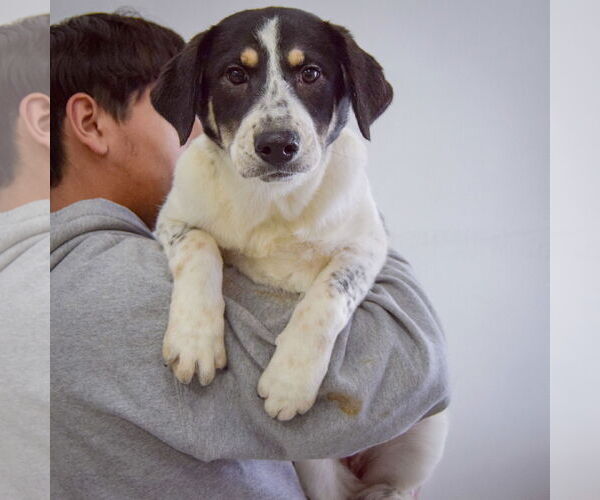 Medium Photo #6 Labrenees Puppy For Sale in Huntley, IL, USA