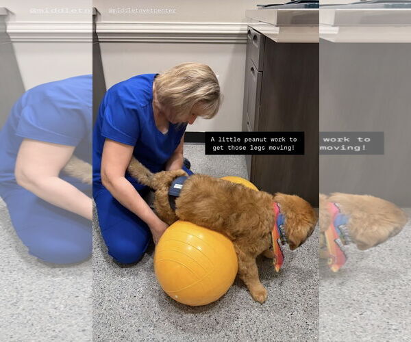 Medium Photo #6 German Shepherd Dog-Great Pyrenees Mix Puppy For Sale in Columbus, IN, USA