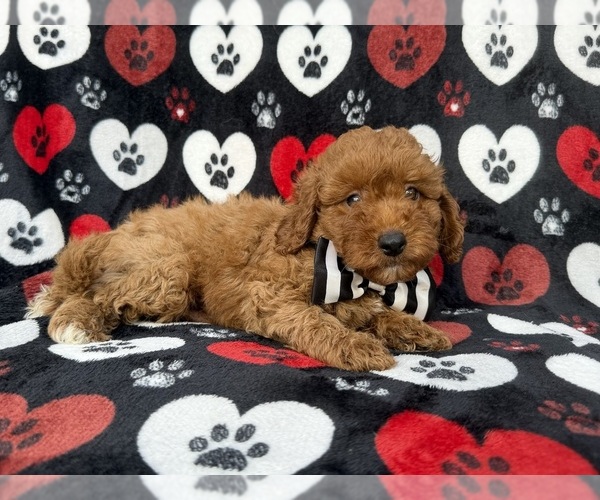 Medium Photo #4 Cavapoo (Miniature) Puppy For Sale in LAKELAND, FL, USA