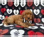 Abe - Male Cavapoo (Miniature) Puppy for Sale - Photo #4