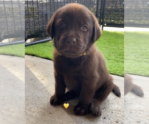 Labrador Retriever Puppy for Sale in OAKDALE, California USA