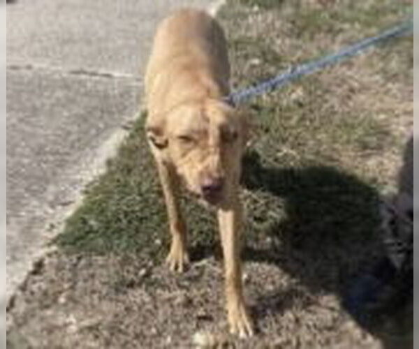 Medium Photo #2 Labrador Retriever Puppy For Sale in Houston, TX, USA