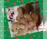Small Photo #1 Poodle (Standard) Puppy For Sale in BRADFORDSVILLE, KY, USA