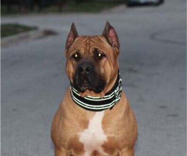 Medium Photo #1 America Bandogge Mastiff Puppy For Sale in JOLIET, IL, USA
