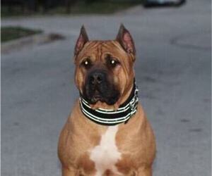 Father of the America Bandogge Mastiff puppies born on 02/28/2025