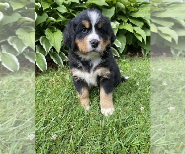 Medium Photo #10 Bernese Mountain Dog Puppy For Sale in BRIDGEPORT, WV, USA