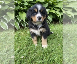 Medium Bernese Mountain Dog