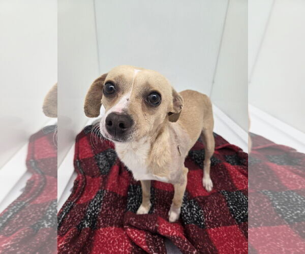 Medium Photo #3 Chihuahua-Unknown Mix Puppy For Sale in Chico, CA, USA