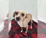 Small #2 Chihuahua Mix