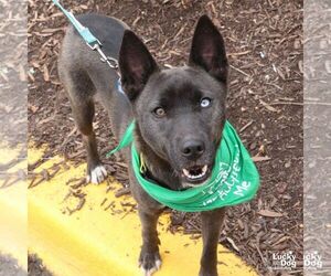 Australian Shepherd-Unknown Mix Dogs for adoption in Washington, DC, USA