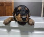 Small Photo #3 Airedale Terrier Puppy For Sale in TONGANOXIE, KS, USA