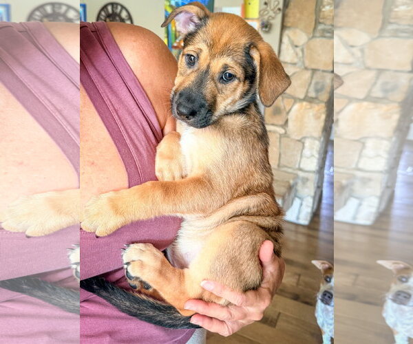 Medium Photo #4 Mutt Puppy For Sale in San Diego, CA, USA