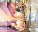 Small #3 Mutt