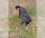 Small Photo #4 Mutt Puppy For Sale in Jackson, MS, USA