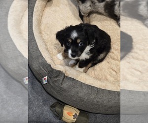 Miniature Australian Shepherd Puppy for sale in WADESBORO, NC, USA