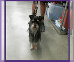 Small Photo #9 Miniature Schnauzer-Unknown Mix Puppy For Sale in Spring, TX, USA