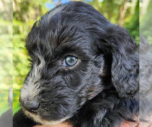 Medium Photo #1 F2 Aussiedoodle Puppy For Sale in COLUMBIA, TN, USA