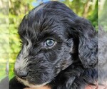 Image preview for Ad Listing. Nickname: Trixie