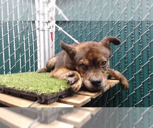 Chow Chow-Unknown Mix Dogs for adoption in Downey, CA, USA