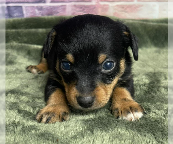 Medium Photo #2 Chihuahua-Unknown Mix Puppy For Sale in Lakewood, CO, USA
