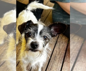Chihuahua-Unknown Mix Dogs for adoption in Arlington, WA, USA