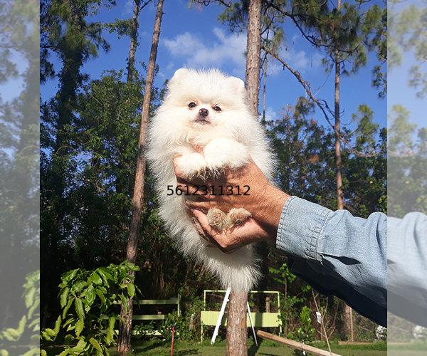 Medium Photo #23 Pomeranian Puppy For Sale in PALM BCH GDNS, FL, USA