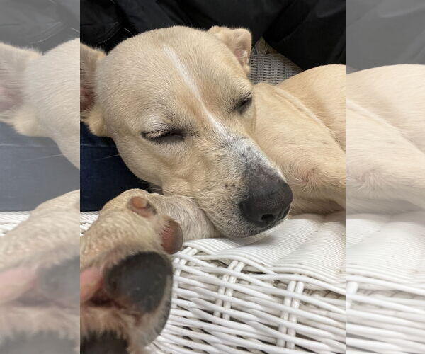 Medium Photo #5 Mutt Puppy For Sale in Rockaway, NJ, USA