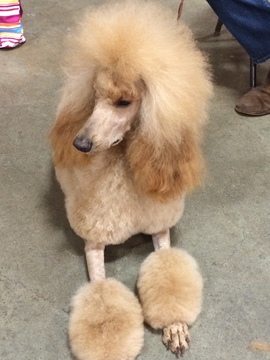 Medium Photo #1 Poodle (Standard) Puppy For Sale in SHERIDAN, CA, USA