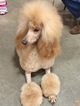 Small Photo #1 Poodle (Standard) Puppy For Sale in SHERIDAN, CA, USA