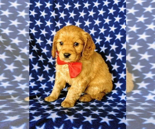 Medium Photo #2 Golden Cavalier Puppy For Sale in HONEY BROOK, PA, USA
